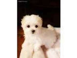 Maltese Puppy for sale in Columbia, MD, USA
