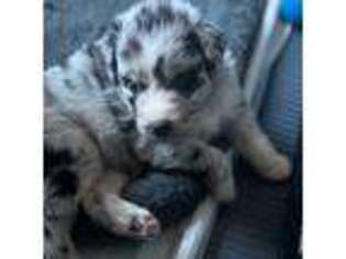 Australian Shepherd Puppy for sale in West Greenwich, RI, USA