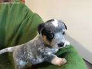 Australian Cattle Dog Puppy for sale in Libby, MT, USA