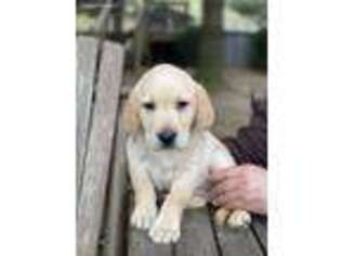Labrador Retriever Puppy for sale in Thebes, IL, USA