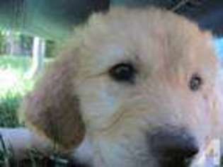 Labrador Retriever Puppy for sale in VANCOUVER, WA, USA