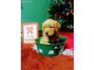 Golden Retriever Puppy for sale in Carbondale, PA, USA