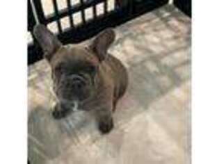 French Bulldog Puppy for sale in Davenport, FL, USA