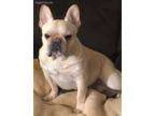 French Bulldog Puppy for sale in Holiday, FL, USA