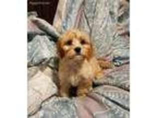 Cavapoo Puppy for sale in Tuckerton, NJ, USA