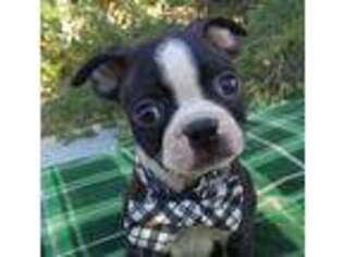 Boston Terrier Puppy for sale in Crowley, CO, USA