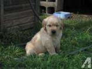 Golden Retriever Puppy for sale in HASLET, TX, USA
