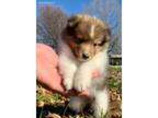 Shetland Sheepdog Puppy for sale in Holly Bluff, MS, USA