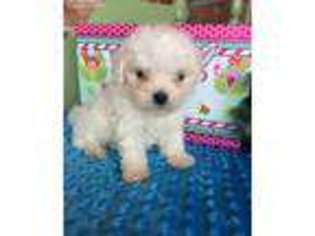 Maltese Puppy for sale in Baileyville, KS, USA