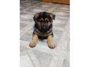 German Shepherd Dog Puppy for sale in Owen, WI, USA