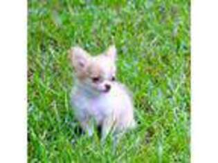 Chihuahua Puppy for sale in Natchitoches, LA, USA