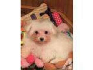Maltese Puppy for sale in LIVINGSTON, TX, USA