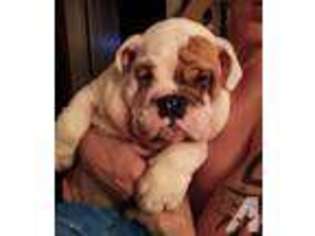 Bulldog Puppy for sale in VENICE, FL, USA