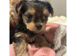 Yorkshire Terrier Puppy for sale in Yulee, FL, USA
