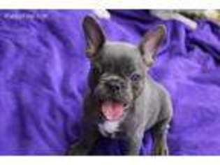 French Bulldog Puppy for sale in Aledo, TX, USA