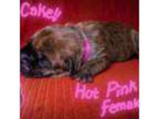 Cane Corso Puppy for sale in Repton, AL, USA