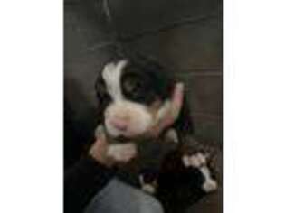Bernese Mountain Dog Puppy for sale in Boonville, NC, USA
