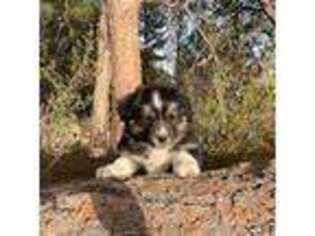 Australian Shepherd Puppy for sale in Franktown, CO, USA