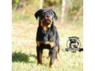 Rottweiler Puppy for sale in Liberty, MS, USA