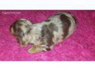 Dachshund Puppy for sale in Central, SC, USA