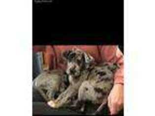 Great Dane Puppy for sale in Woodward, OK, USA
