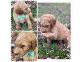 Mutt Puppy for sale in Sterling, VA, USA