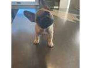 French Bulldog Puppy for sale in Groton, MA, USA