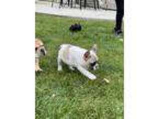 French Bulldog Puppy for sale in La Porte City, IA, USA