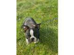 Boston Terrier Puppy for sale in San Francisco, CA, USA