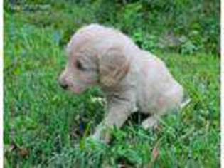 Labradoodle Puppy for sale in Conover, NC, USA