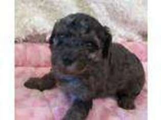 Mutt Puppy for sale in Centerville, TX, USA