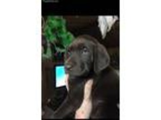 Labrador Retriever Puppy for sale in Shawnee, OK, USA