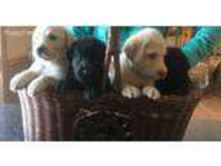 Labradoodle Puppy for sale in Mokena, IL, USA