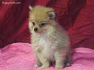 Pomeranian Puppy for sale in Vandalia, IL, USA