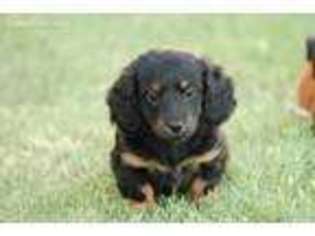 Dachshund Puppy for sale in Pilot Point, TX, USA