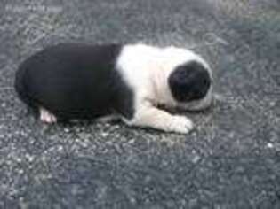 Boston Terrier Puppy for sale in Leetonia, OH, USA