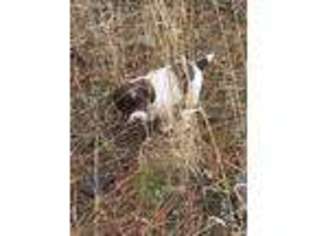 English Springer Spaniel Puppy for sale in Baker City, OR, USA