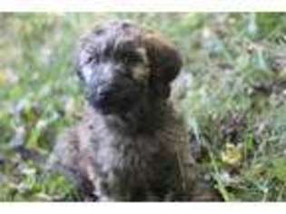 Soft Coated Wheaten Terrier Puppy for sale in Etowah, TN, USA