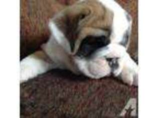 Bulldog Puppy for sale in AUSTIN, MN, USA