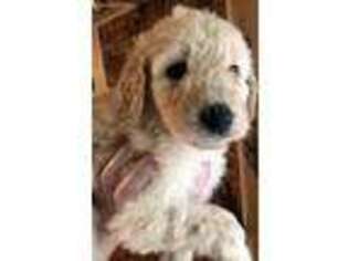 Goldendoodle Puppy for sale in Russellville, AR, USA