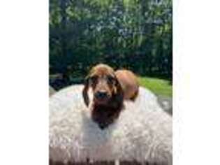Dachshund Puppy for sale in Saddle River, NJ, USA