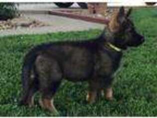 German Shepherd Dog Puppy for sale in Stockton, MO, USA