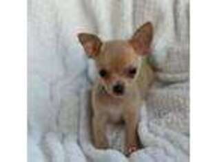 Chihuahua Puppy for sale in Fayetteville, AR, USA