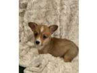 Pembroke Welsh Corgi Puppy for sale in Edenton, NC, USA