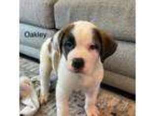 Saint Bernard Puppy for sale in Duncannon, PA, USA