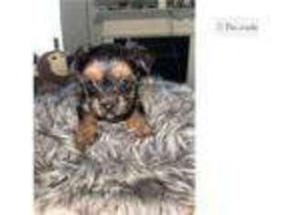 Yorkshire Terrier Puppy for sale in Atlanta, GA, USA