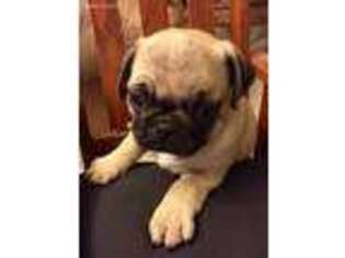 Pug Puppy for sale in Wooster, OH, USA