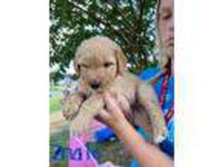 Goldendoodle Puppy for sale in Burlington, NC, USA