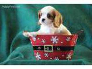 Cavalier King Charles Spaniel Puppy for sale in Seymour, IN, USA