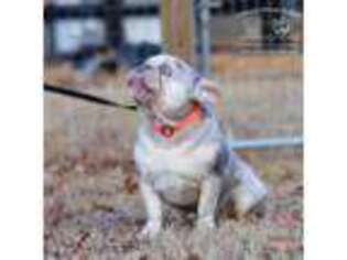 French Bulldog Puppy for sale in Jackson, TN, USA